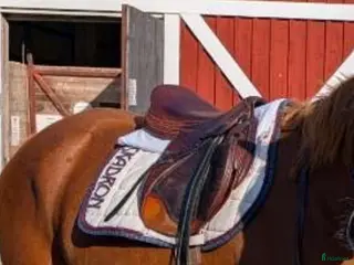 Sadlar hästutrustning Prestige Paris - Annons 12