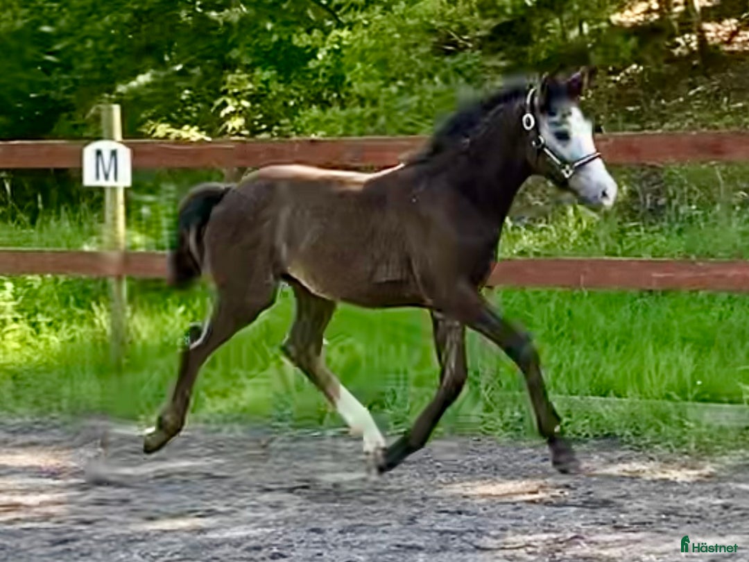 Allround hästar till salu: Lovande ettårig connemarahingst i Norsholm - Annons 9