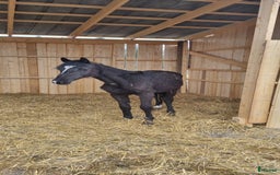 Dressyr hästar till salu: Ettårs hingst i Söråker - Bild 2