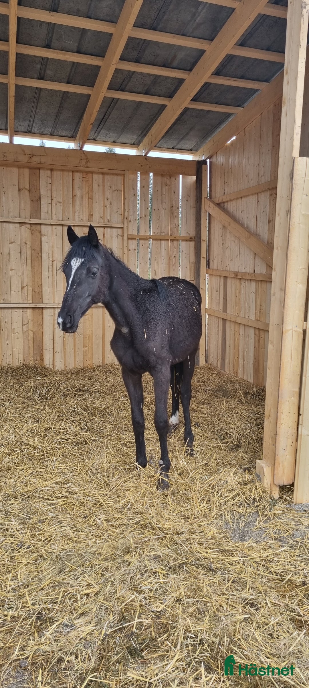 Dressyr hästar till salu: Ettårs hingst i Söråker - Bild 2