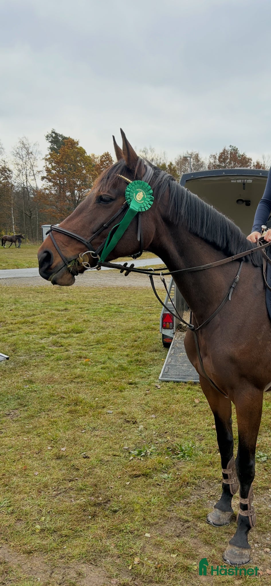  hästar Pigg o arbetsvillig häst - Annons 3