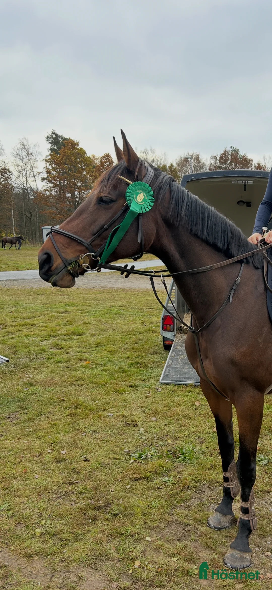Allround hästar till salu: Pigg o arbetsvillig häst - Annons 1