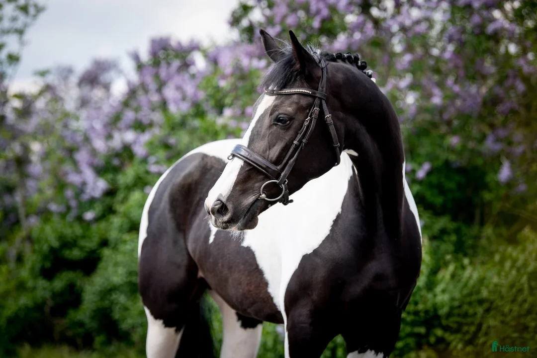 Galleribild {{count}}