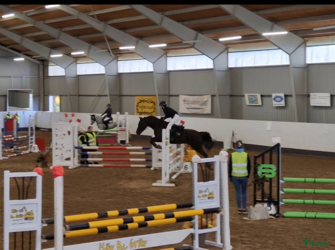 Allround hästar till salu: Elegant multi-talang i Svärtinge - Annons 7