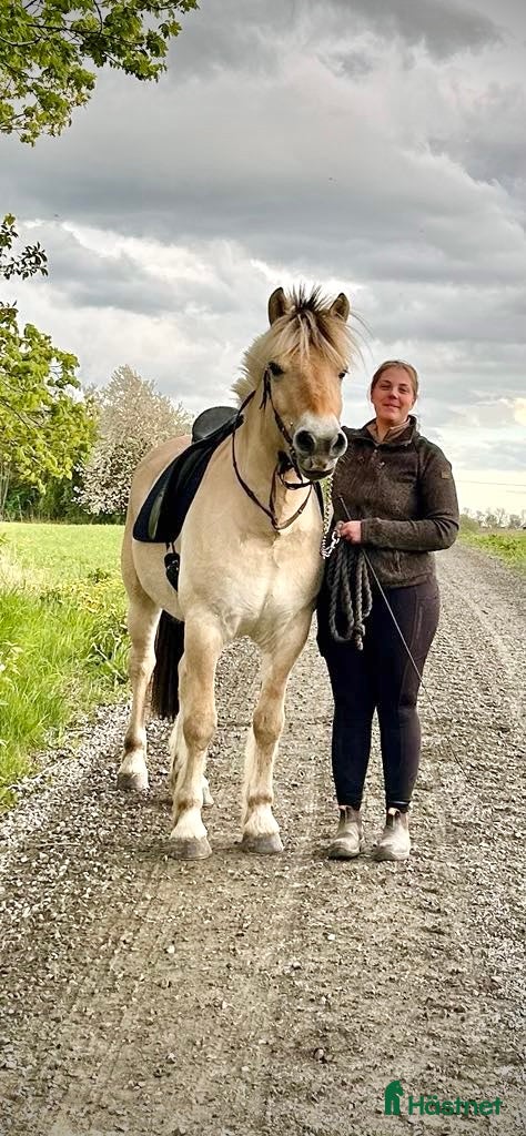  hästar Perfekta hobbyridhästen att utvecklas med  - Annons 2