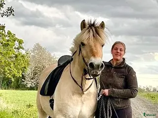 hästar Perfekta hobbyridhästen att utvecklas med - Annons 2