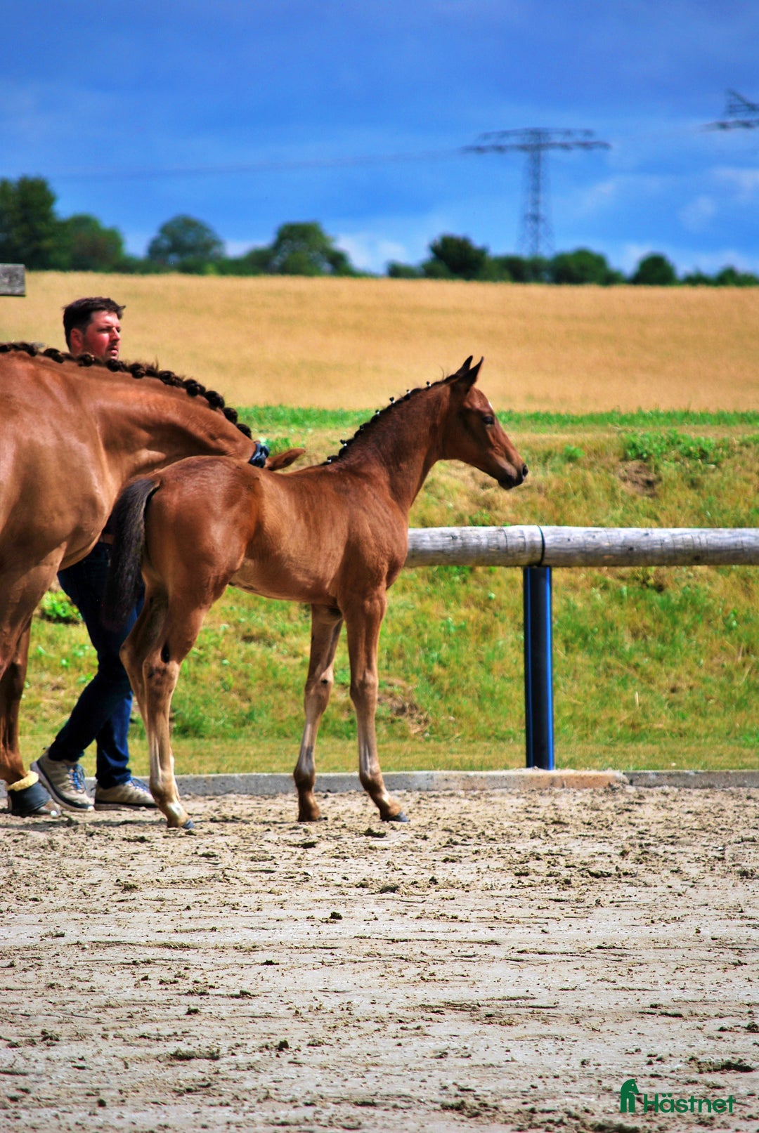 Dressyr hästar till salu: Premiumhingst av Federer x Egalestamm i København - Annons 2