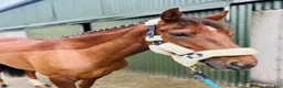 Allround hästar till salu: Lovely allrounder type 160cm - Annons 13