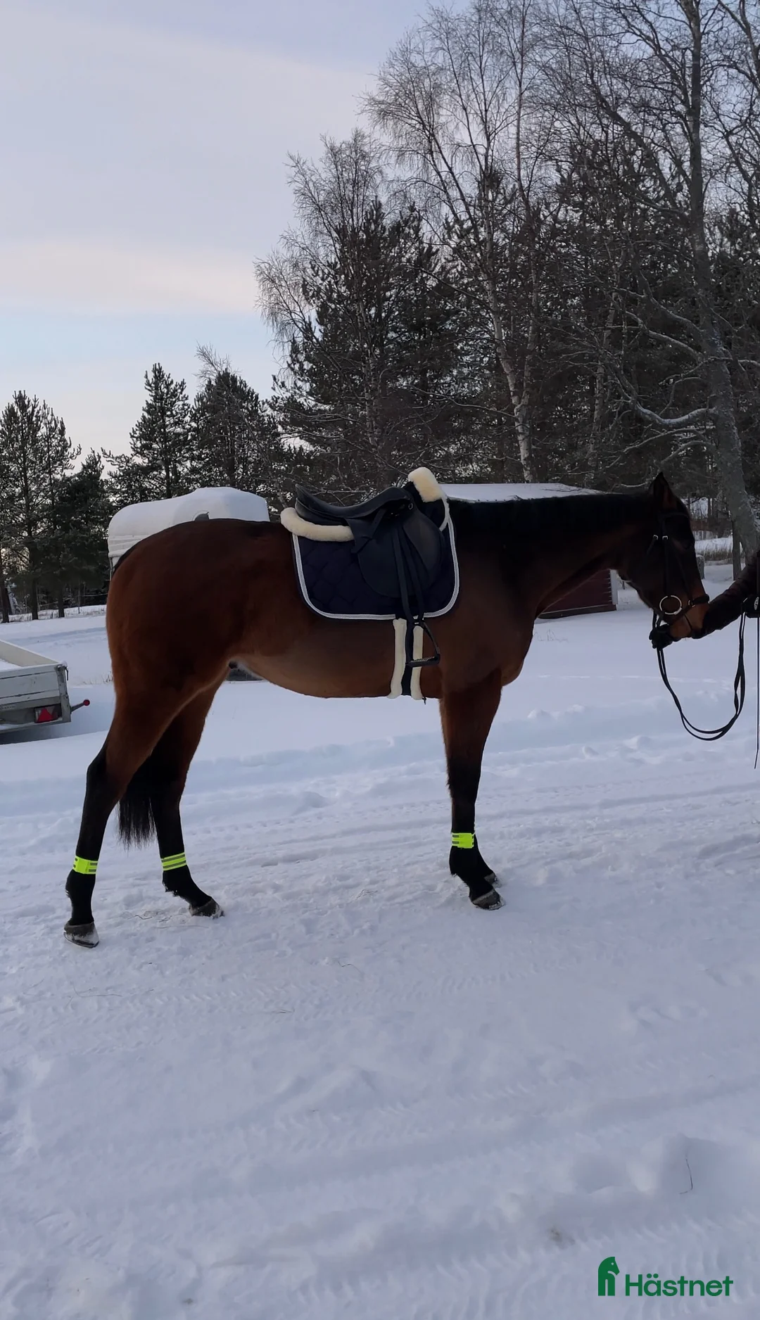 Allround hästar till salu:  Trevlig fullblodsvalack  - Annons 2