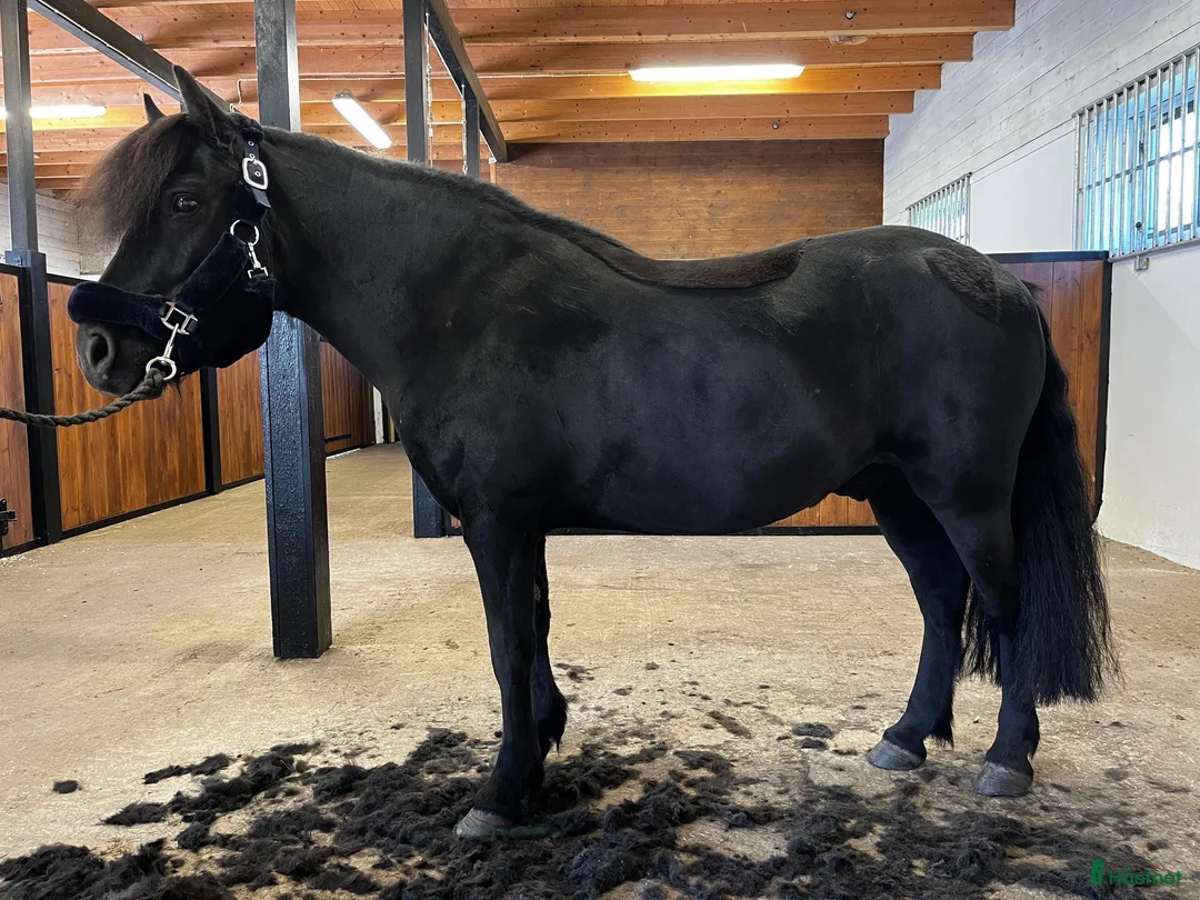  medryttarhäst finnes: B-ponny söker ryttare - Annons 1