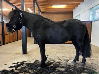 medryttarhäst finnes: B-ponny söker ryttare - Annons 2