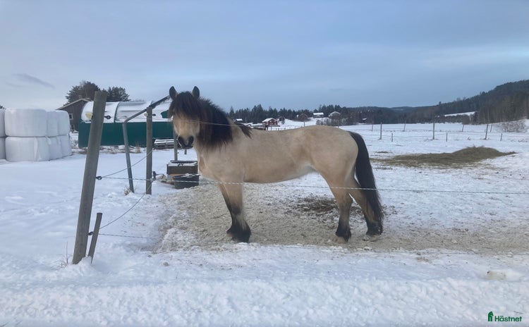  hästar i Malgomaj - Annons 4