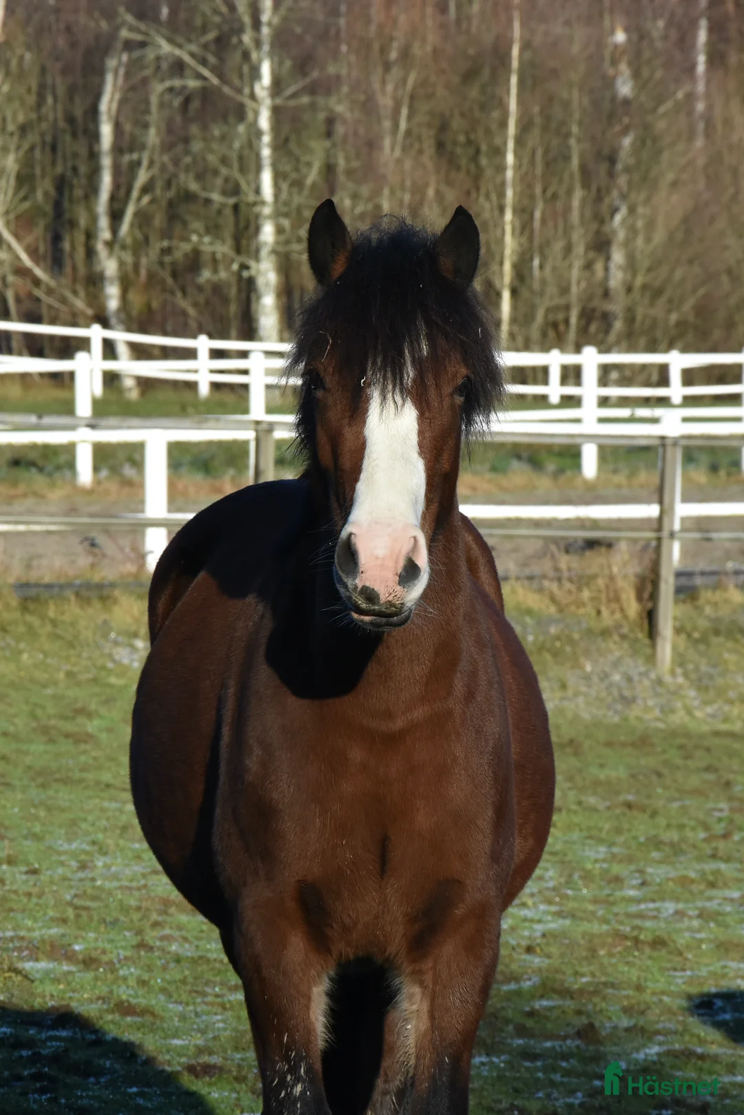 Allround hästar till salu: Femårigt welsh cob sto med framtiden för sig i Partille - Annons 12