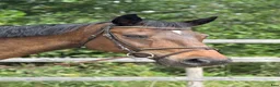 Allround hästar till salu: Lyxig skogsmulle i Arboga - Annons 1