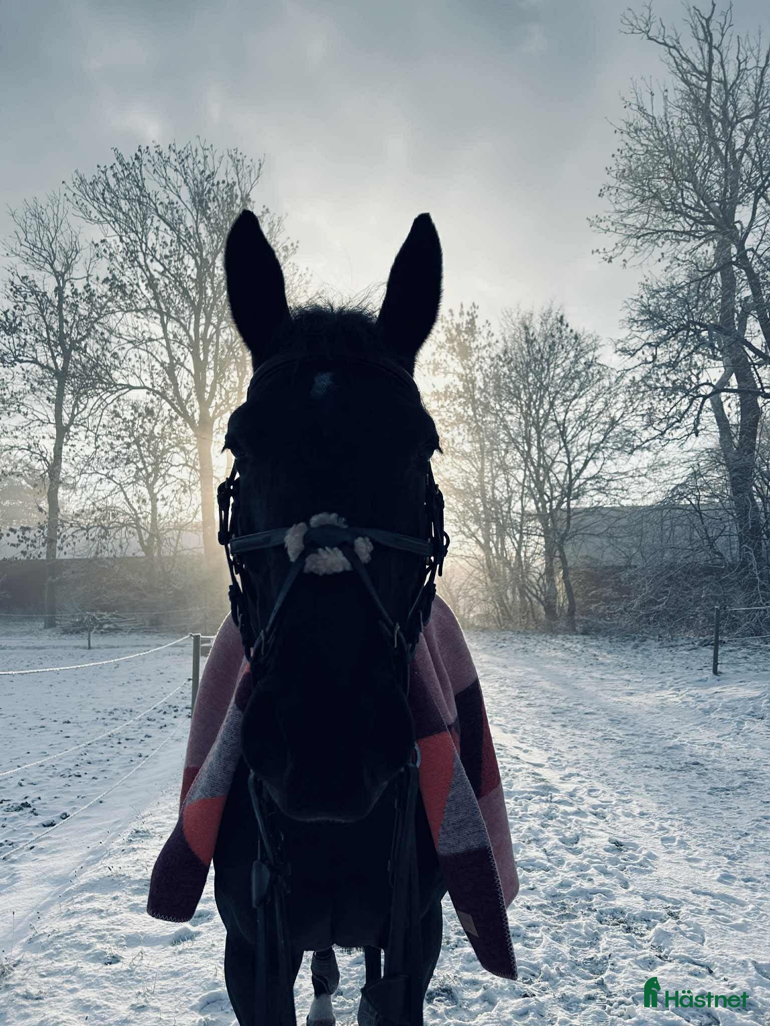  stallplats Vi har tre boxplatser lediga from 1 mars😊 i Vellinge - Annons 2