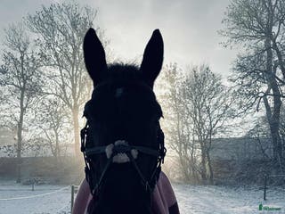 stallplats Vi har tre boxplatser lediga from 1 mars😊 i Vellinge - Annons 2