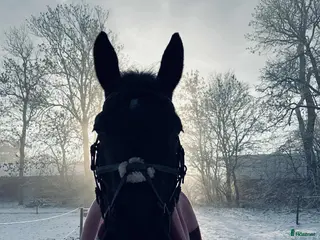 stallplats finnes: Vi har tre boxplatser lediga from 1 mars😊 i Vellinge - Annons 2