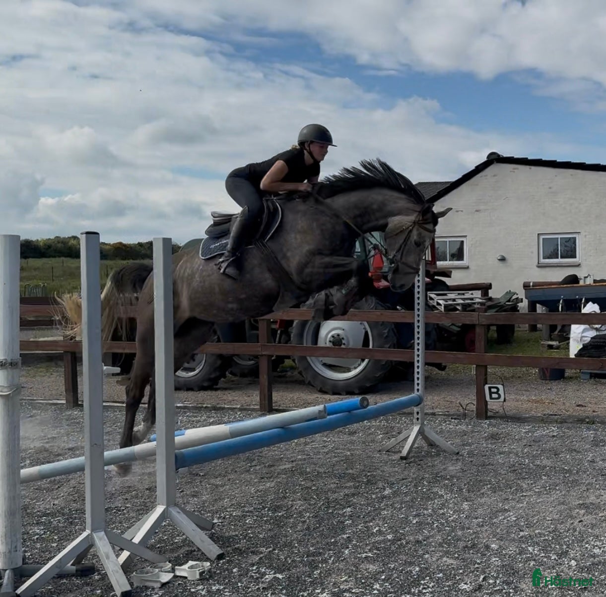  hästar Youngster for sale - Annons 12