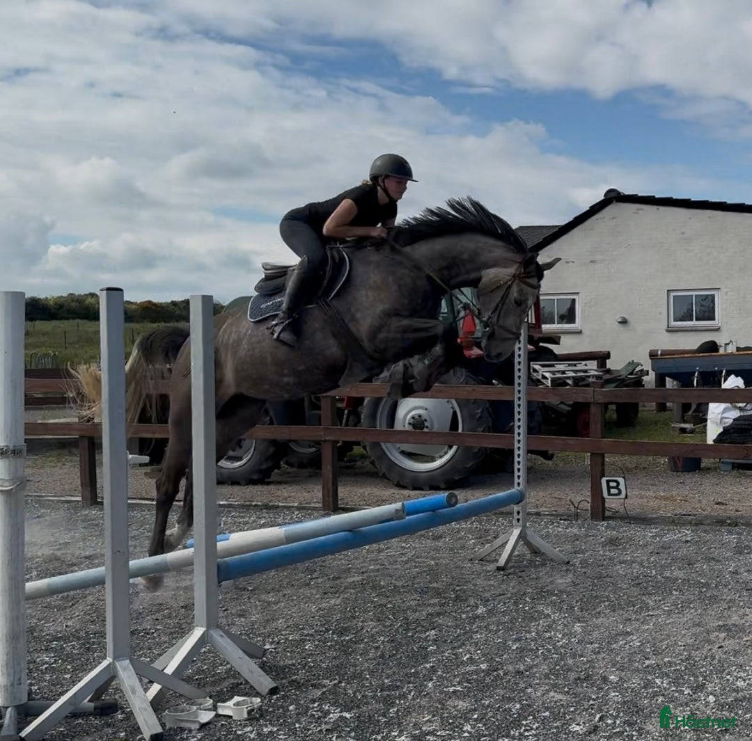 Hoppning hästar till salu: Youngster for sale - Annons 1