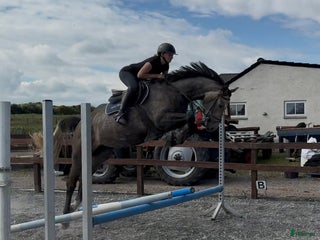 Hoppning hästar till salu: Youngster for sale - Annons 4