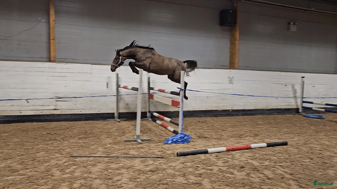 Hoppning hästar till salu: Talangfull hopphäst med lovande framtid - Annons 4