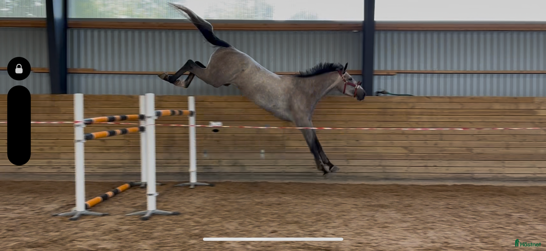 Hoppning hästar till salu: Syster till Easy Boy. Elbarone - Cardento i Norrköping - Annons 3