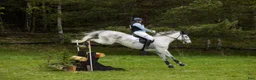 Fälttävlan hästar till salu: 8 y/o eventing horse for the future. - Annons 2