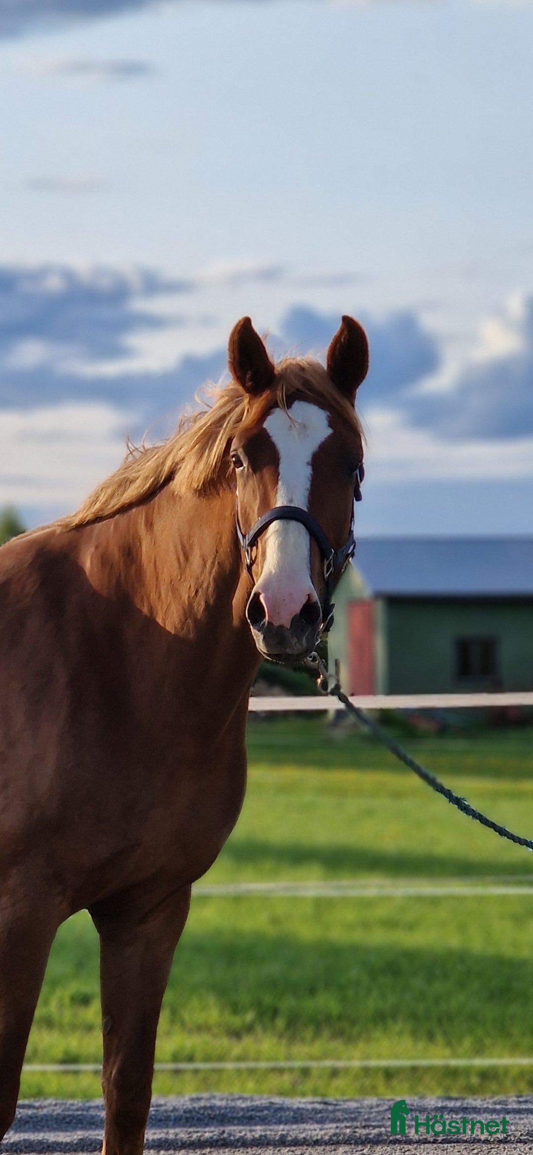 Hoppning hästar till salu: Lovande SWB sto i Bjurholm - Annons 1