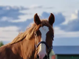 hästar Lovande SWB sto i Bjurholm - Annons 3