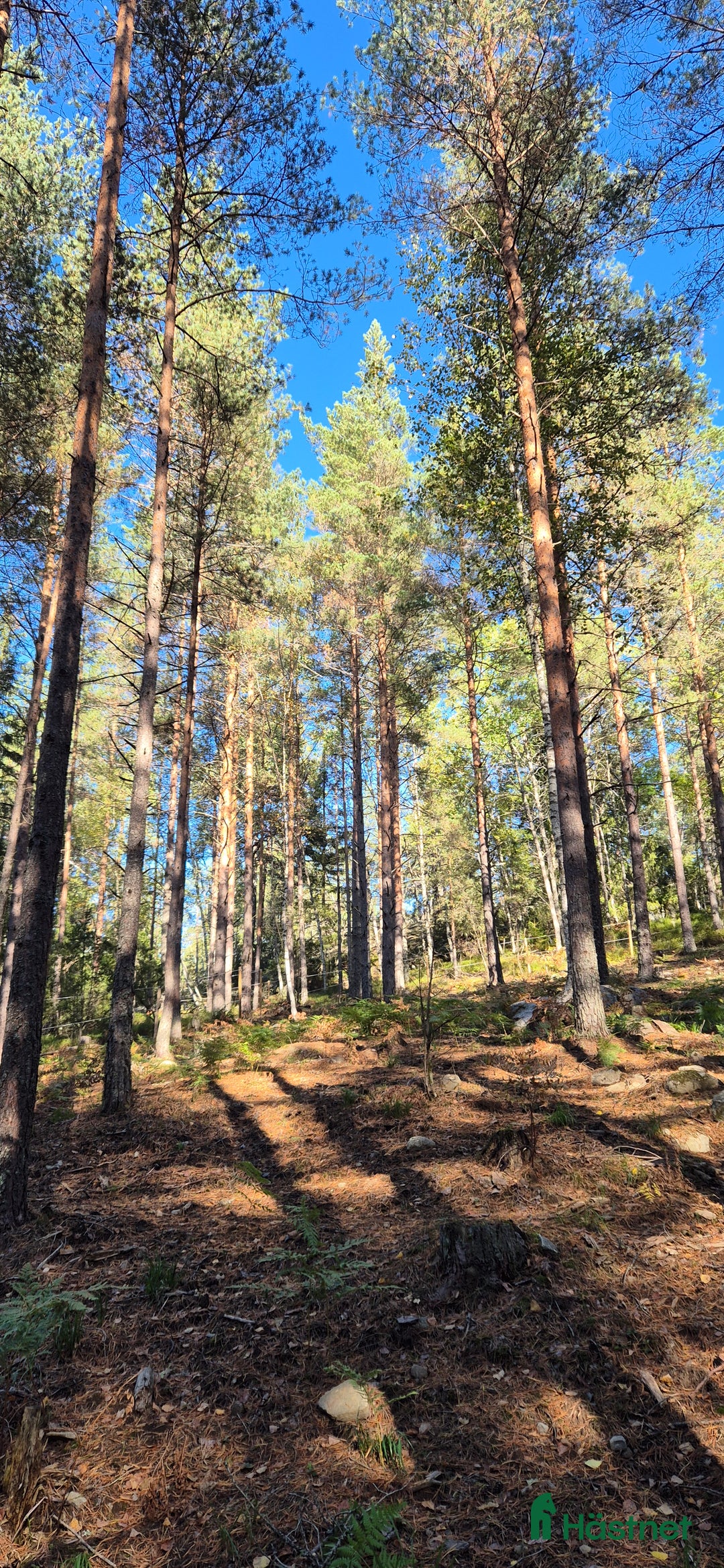  stallplats finnes: Stallplats för lättfödd i Tullinge  i Tullinge - Annons 5