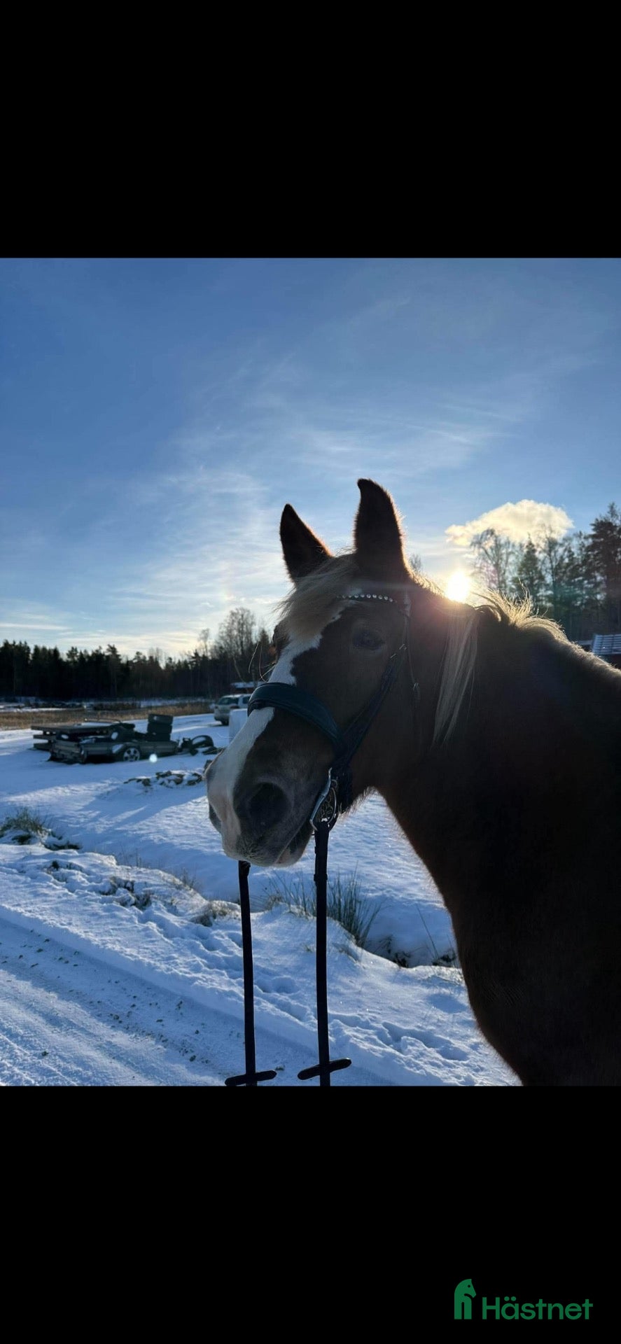  hästar Peska 15-årigt lettiskt kallblod söker nytt hem 🐴 - Annons 2