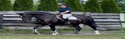 Allround hästar till salu: 6 yo Silesian Gelding–Family & Recreational Horse - Annons 9