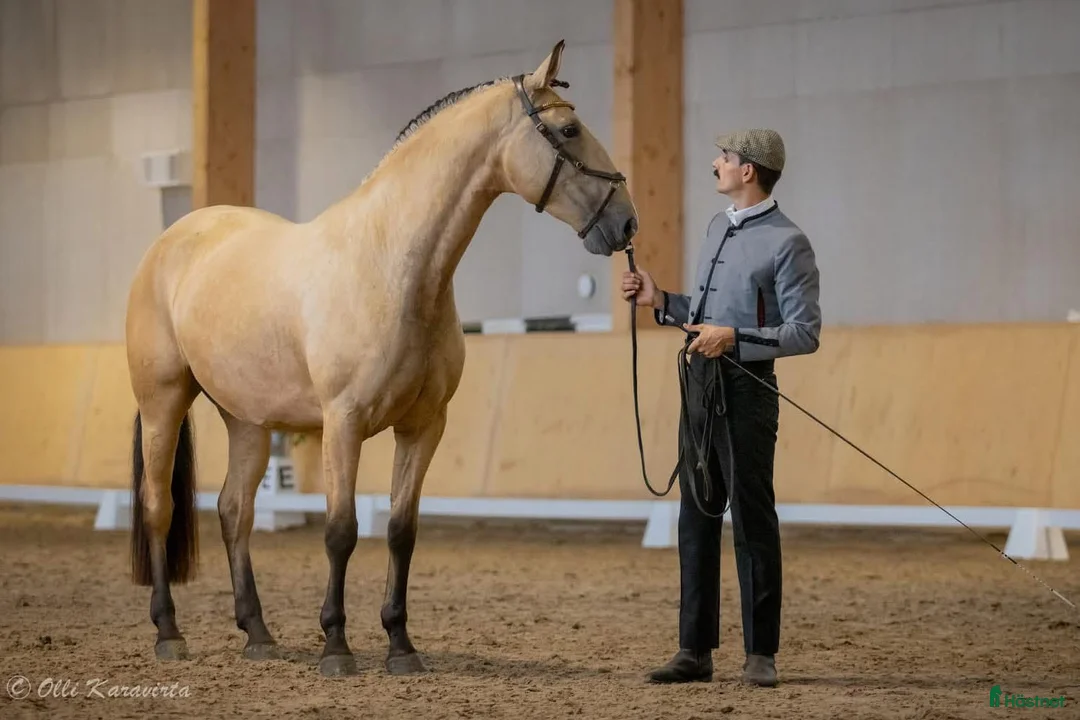 Barockt hästar till salu: Pga av platsbrist sto 2019 inport som 2 åring i Stockholm - Annons 4