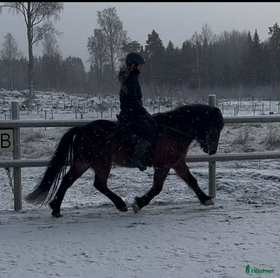 Island hästar till salu: Trevlig femgångssto/bra stam, Lind från Lindhof  i Gimo - Annons 4