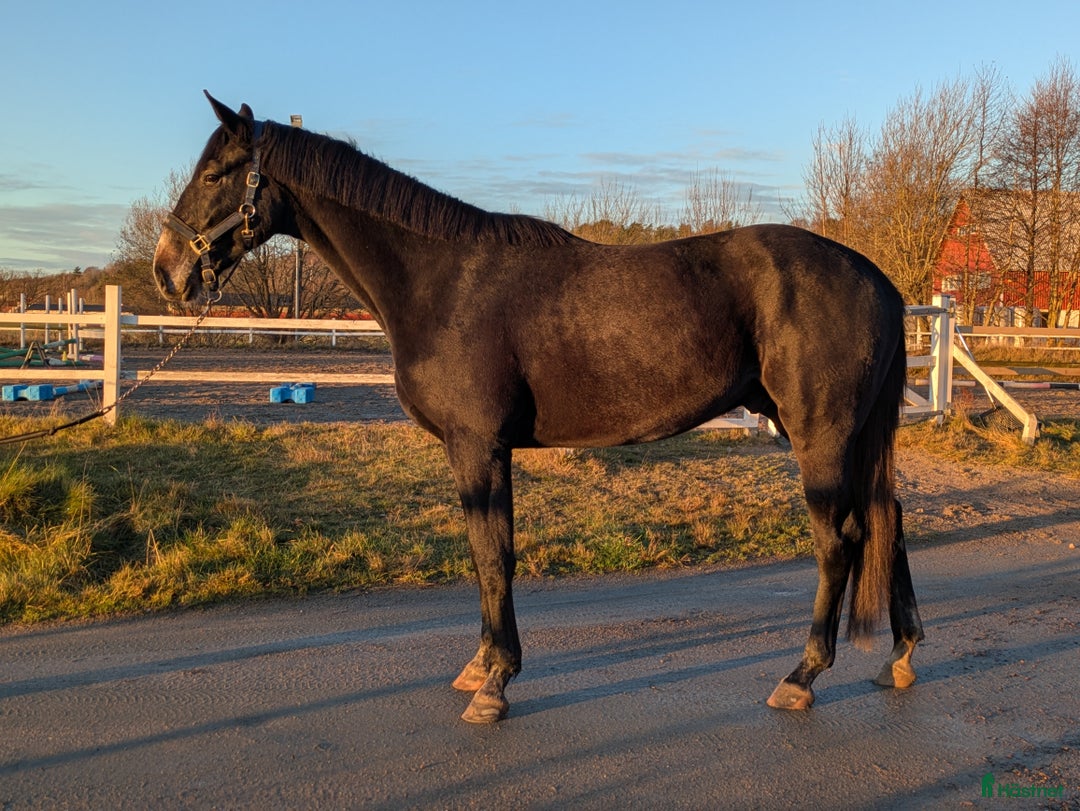 Hoppning hästar till salu: Lyckhems Lupuz  i Fjärås - Annons 6