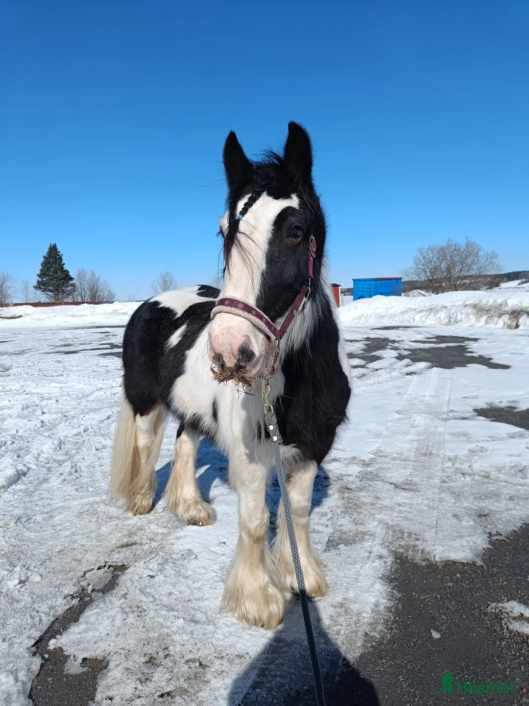  medryttarhäst finnes: Medryttare sökes i Brunflo - Annons 3