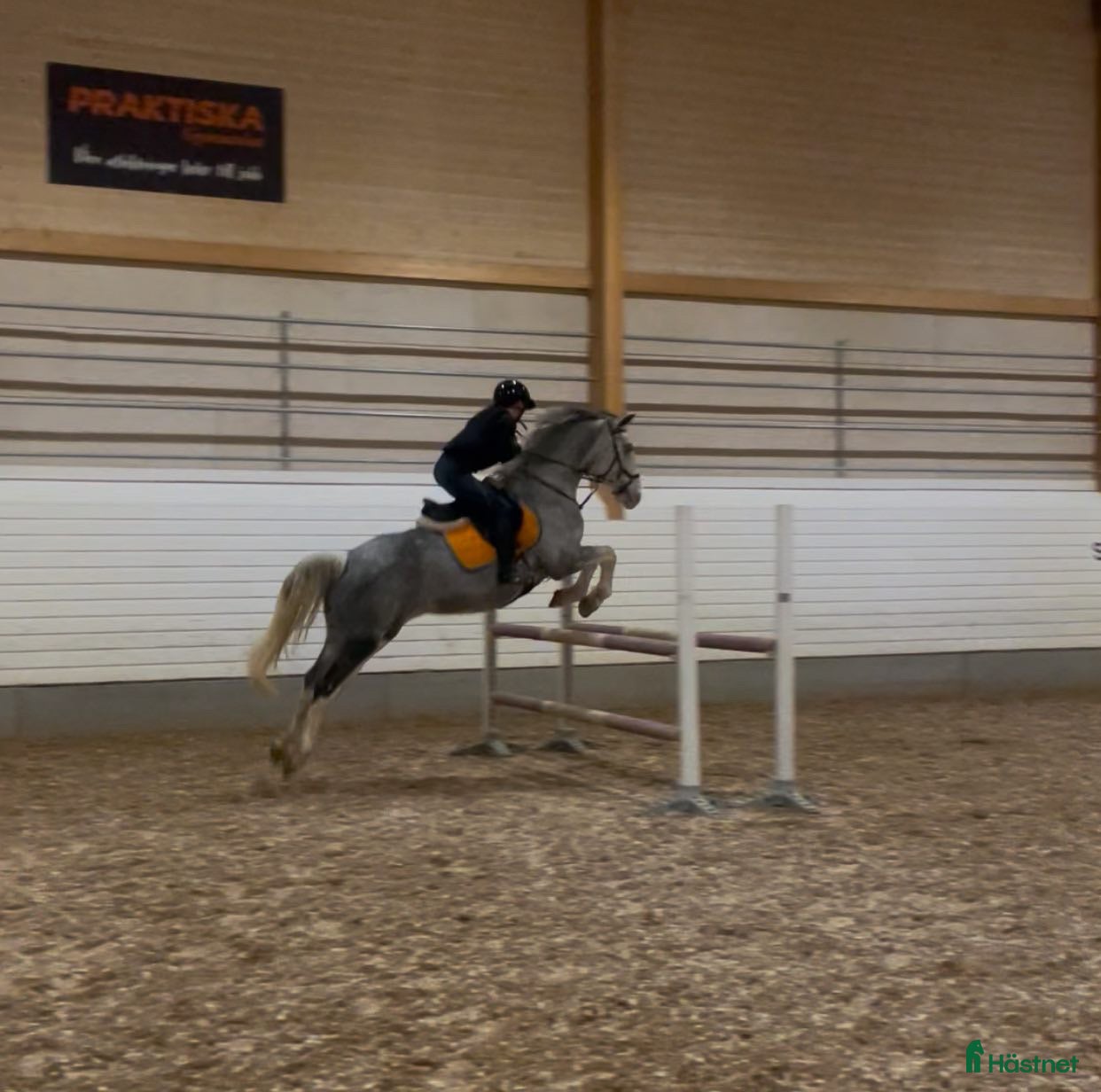  hästar Vackert sto söker tuff ryttare i Härnösand - Annons 3