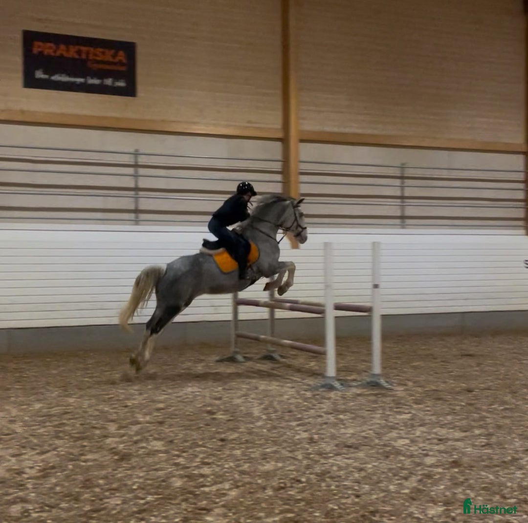 Allround hästar till salu: *RESERVERAD* Hoppglatt sto - Annons 3