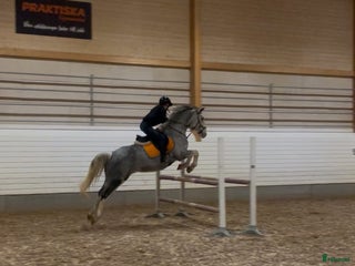 hästar Vackert sto söker tuff ryttare i Härnösand - Annons 1