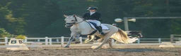Working Equitation hästar till salu: Utvecklingsbar lusitanovalack🌟 - Annons 2
