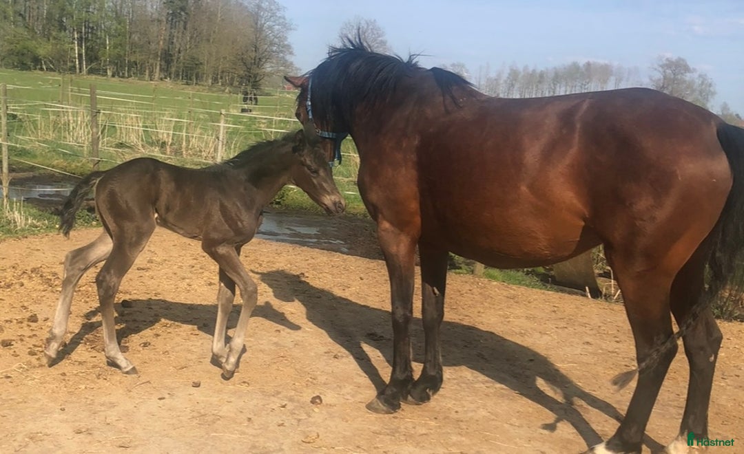 Allround hästar till salu: Ridhäst/avelssto top möderne i Mellerud - Annons 5