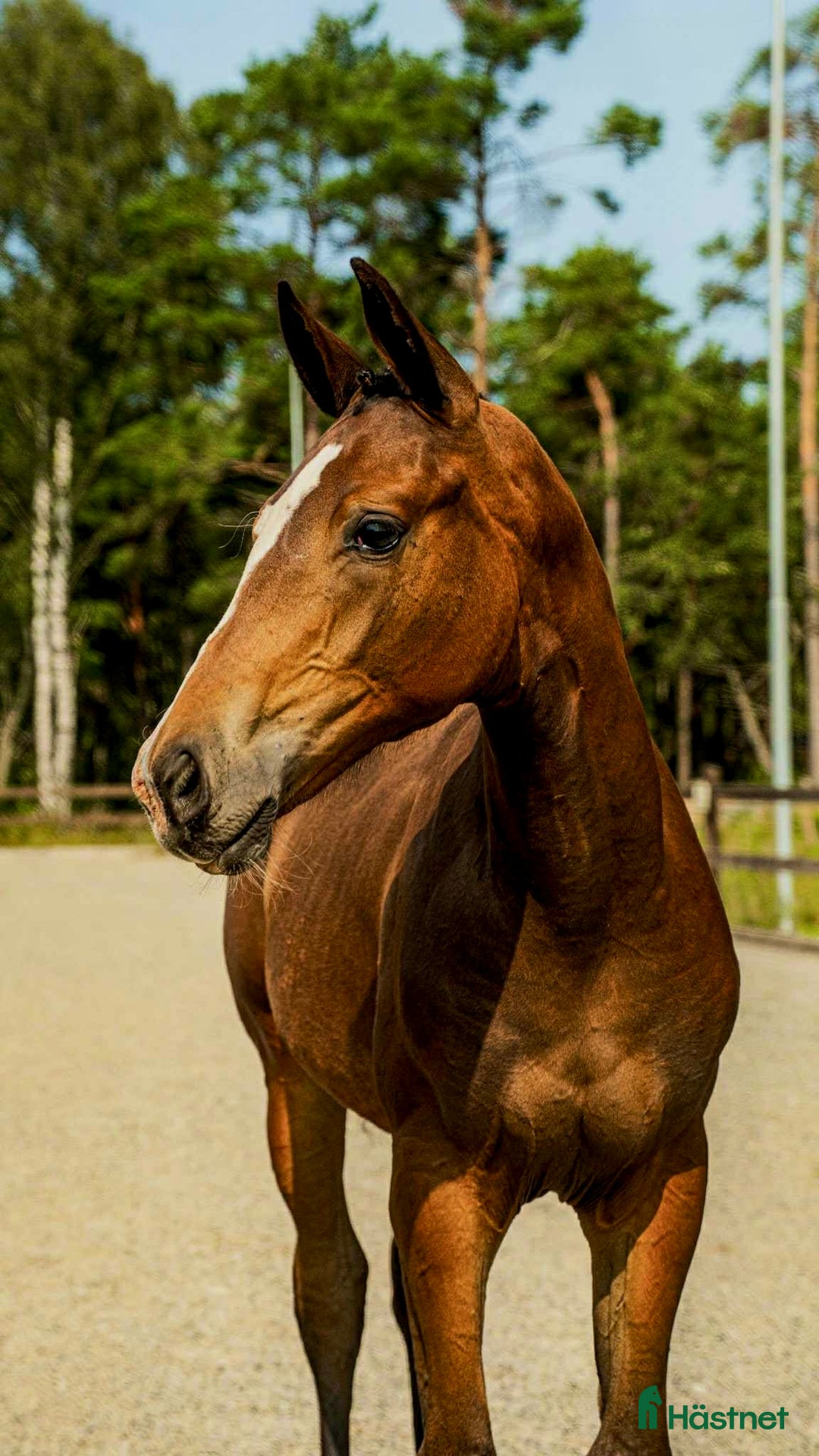 Dressyr hästar till salu: Premie & högst bedömda gångartsföl på Gotland 2025 i Visby - Annons 1