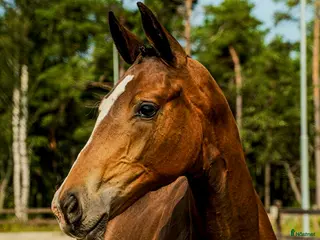 hästar Premie & högst bedömda gångartsföl på Gotland 2025 i Visby - Annons 19