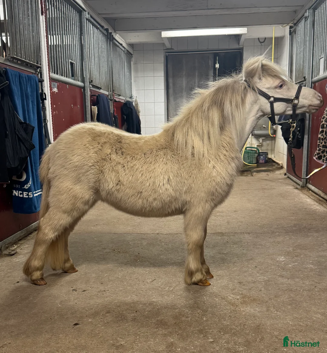 Övrigt hästar till salu: Två magiska AMHA 🦄 i Björklinge - Annons 3