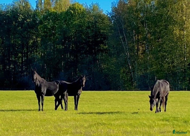 stallplats i Rimbo - Annons 15