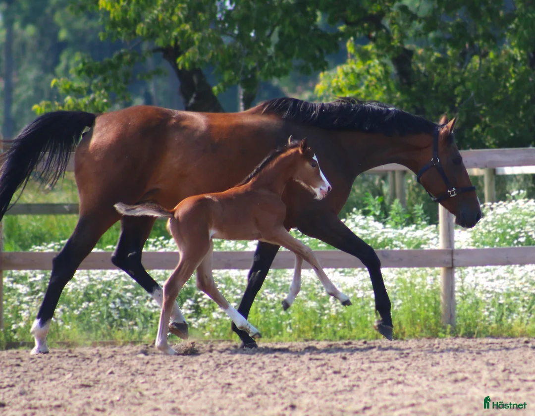 Hoppning hästar till salu: Åring e Captain Cooper- Bengt Nabab - Cardento i Borrby - Annons 6