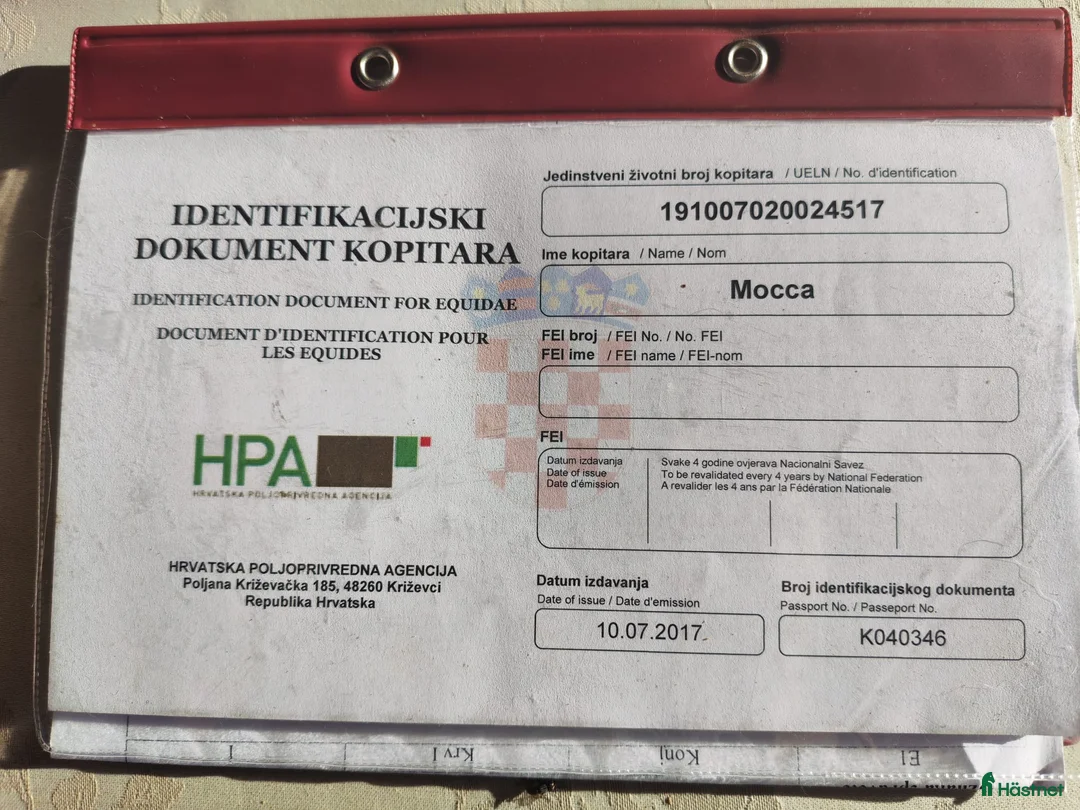 Avelshästar hästar till salu: MOCCA – Premium Trakehnersto (dräktigt) - Annons 4