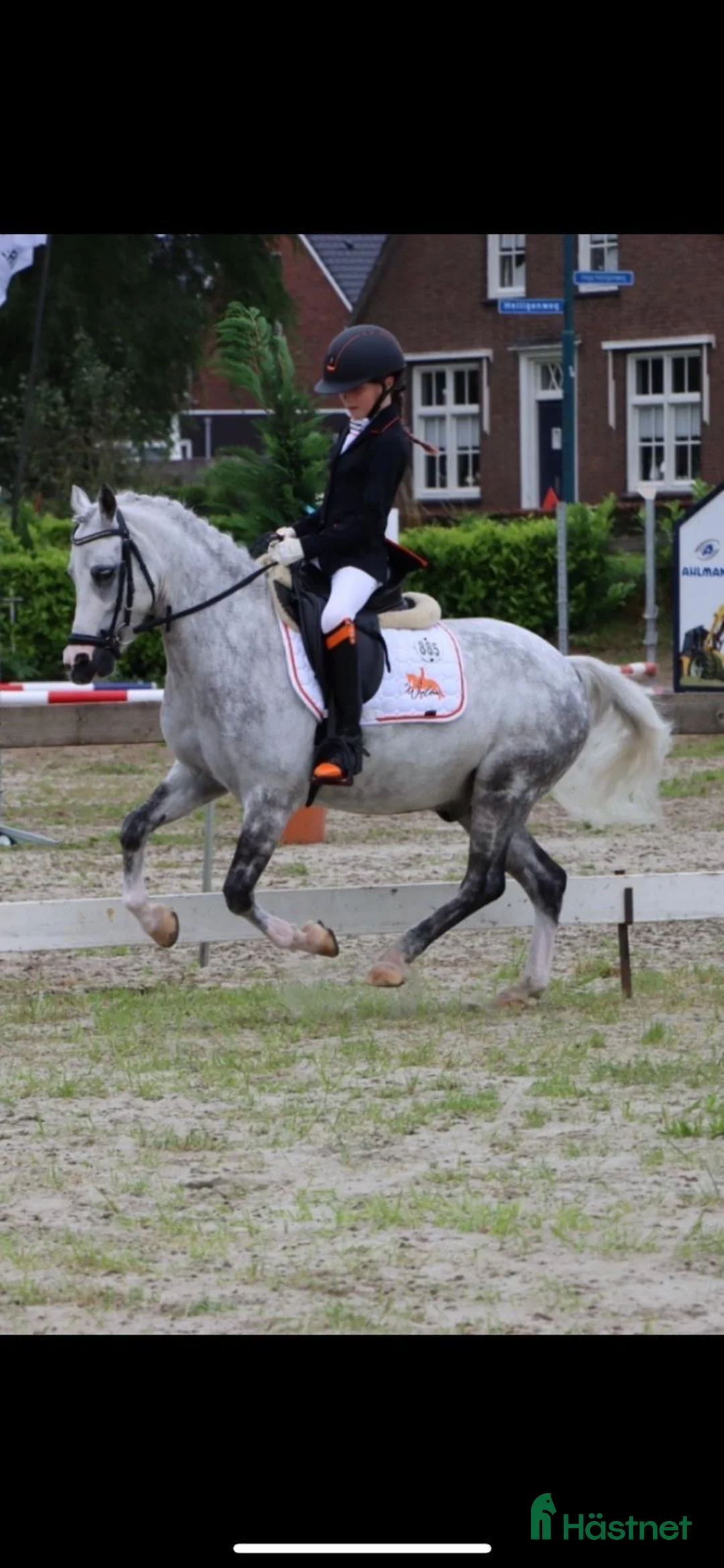 Allround hästar till salu: Drömponny - Annons 4