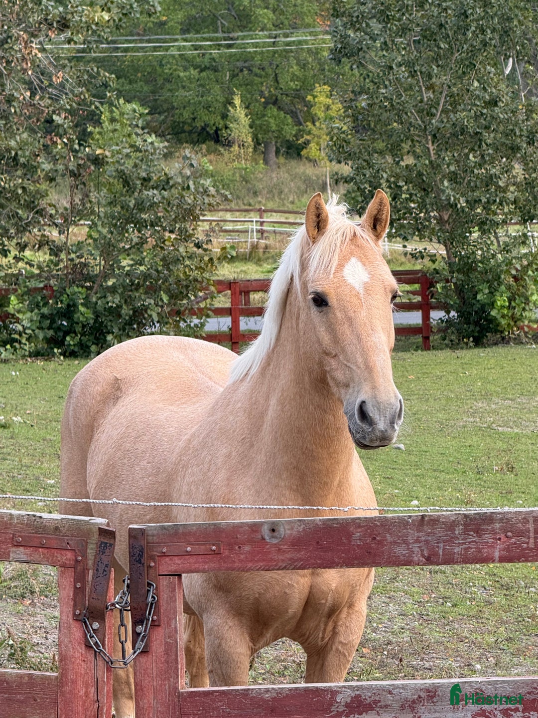 Allround hästar till salu: Cool Läromästare i Lidingö - Annons 2
