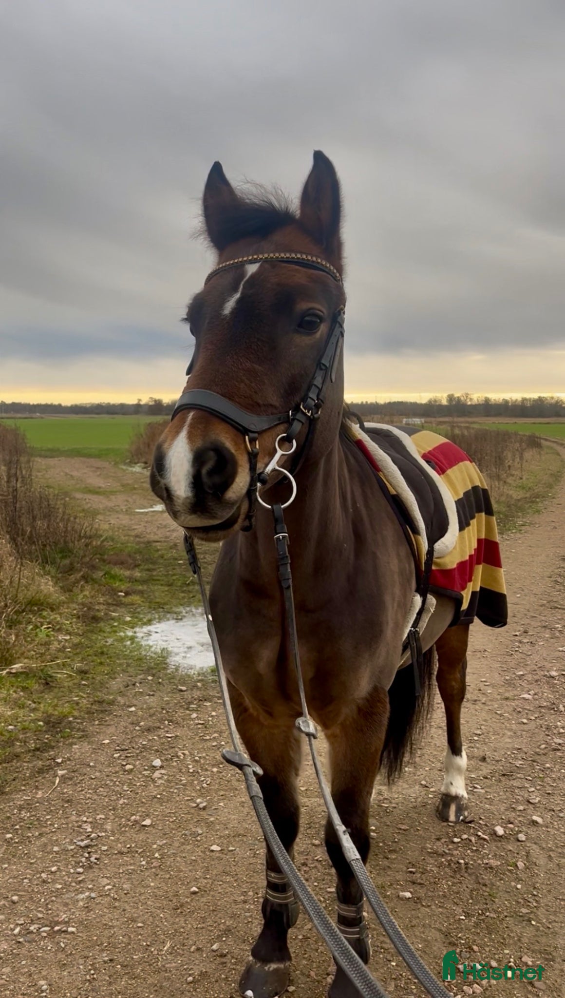  hästar Charmig c-ponny - Annons 6